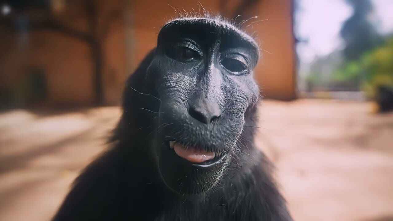 Monkey